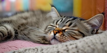 睡在物业中心的猫究竟叫什么？